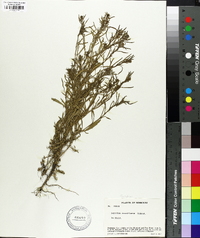 Lepidium densiflorum image