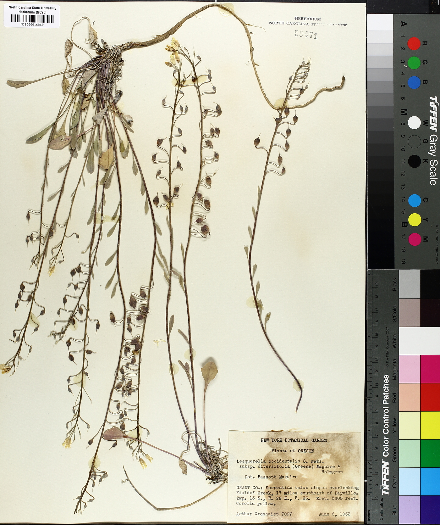 Physaria kingii subsp. diversifolia image