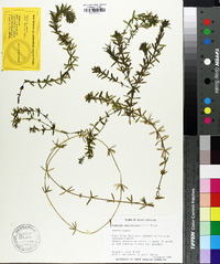 Hydrilla verticillata image