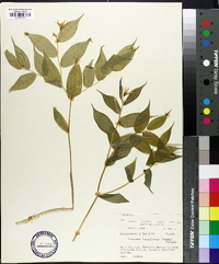 Disporum lanuginosum image