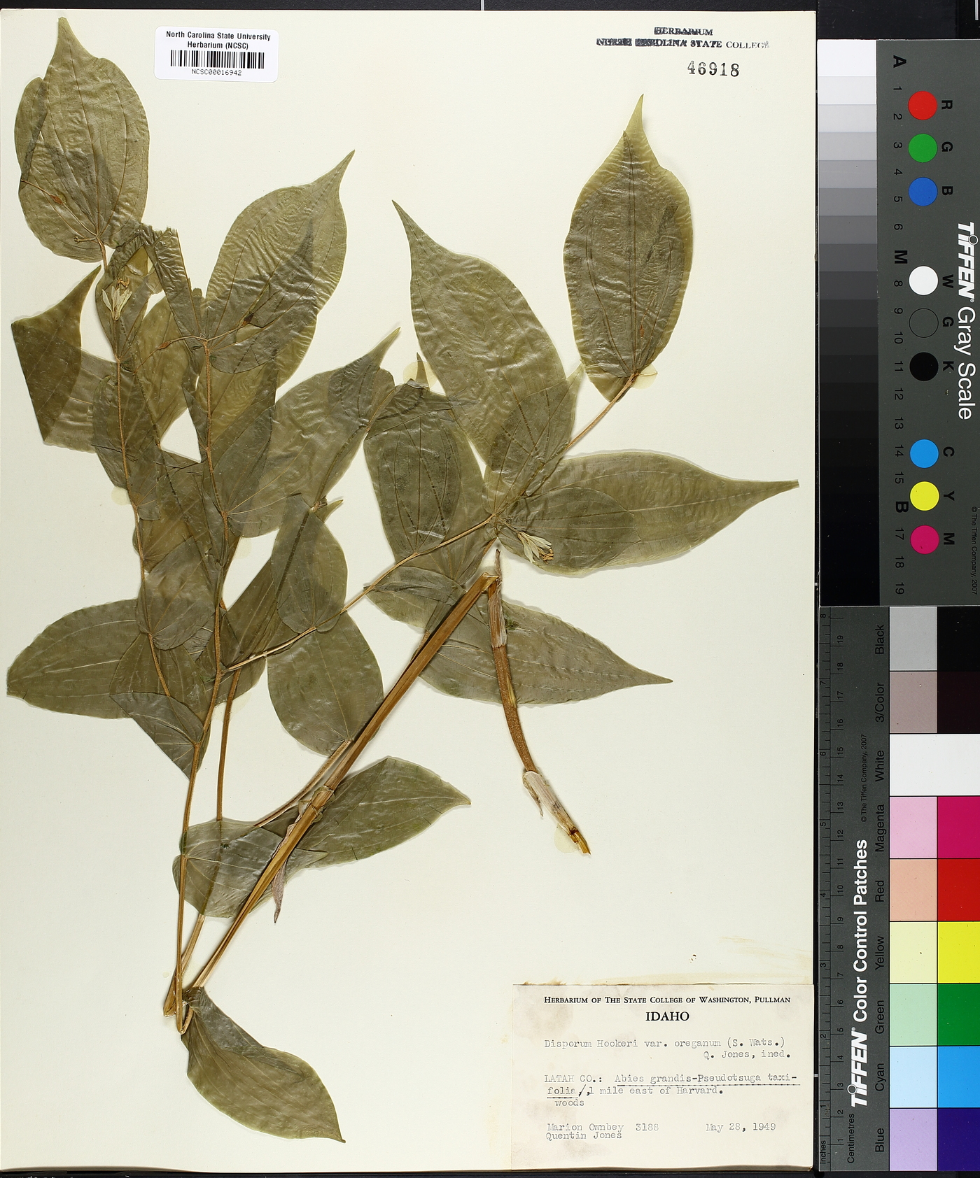 Prosartes hookeri var. hookeri image