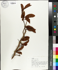 Ximenia americana image