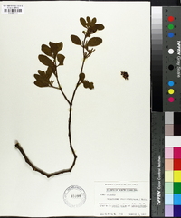 Phoradendron leucarpum subsp. leucarpum image