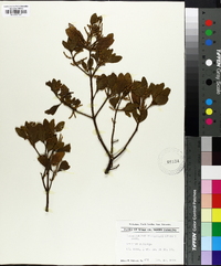 Phoradendron leucarpum subsp. leucarpum image