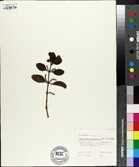 Phoradendron leucarpum subsp. leucarpum image