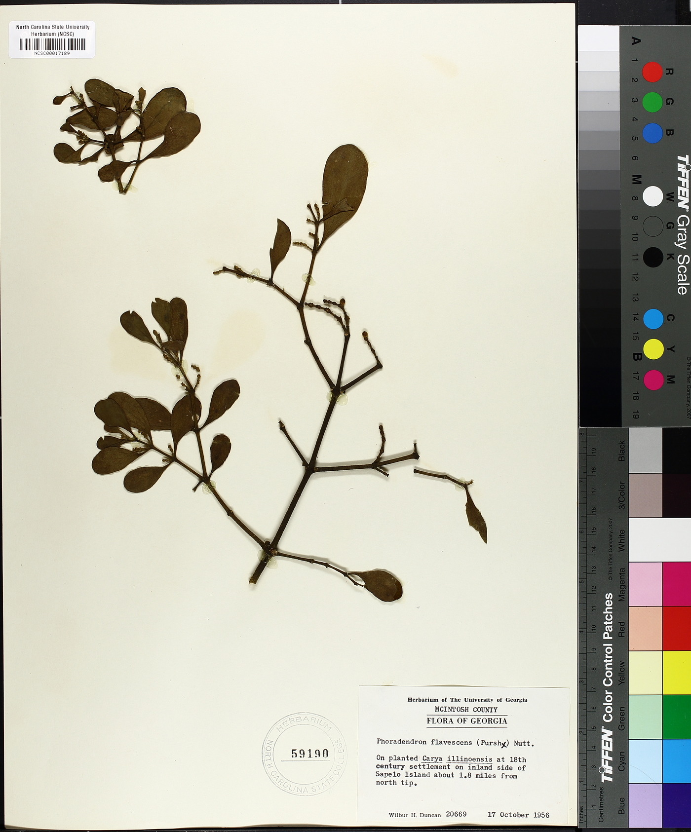 Phoradendron leucarpum subsp. leucarpum image