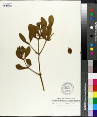 Phoradendron leucarpum subsp. leucarpum image