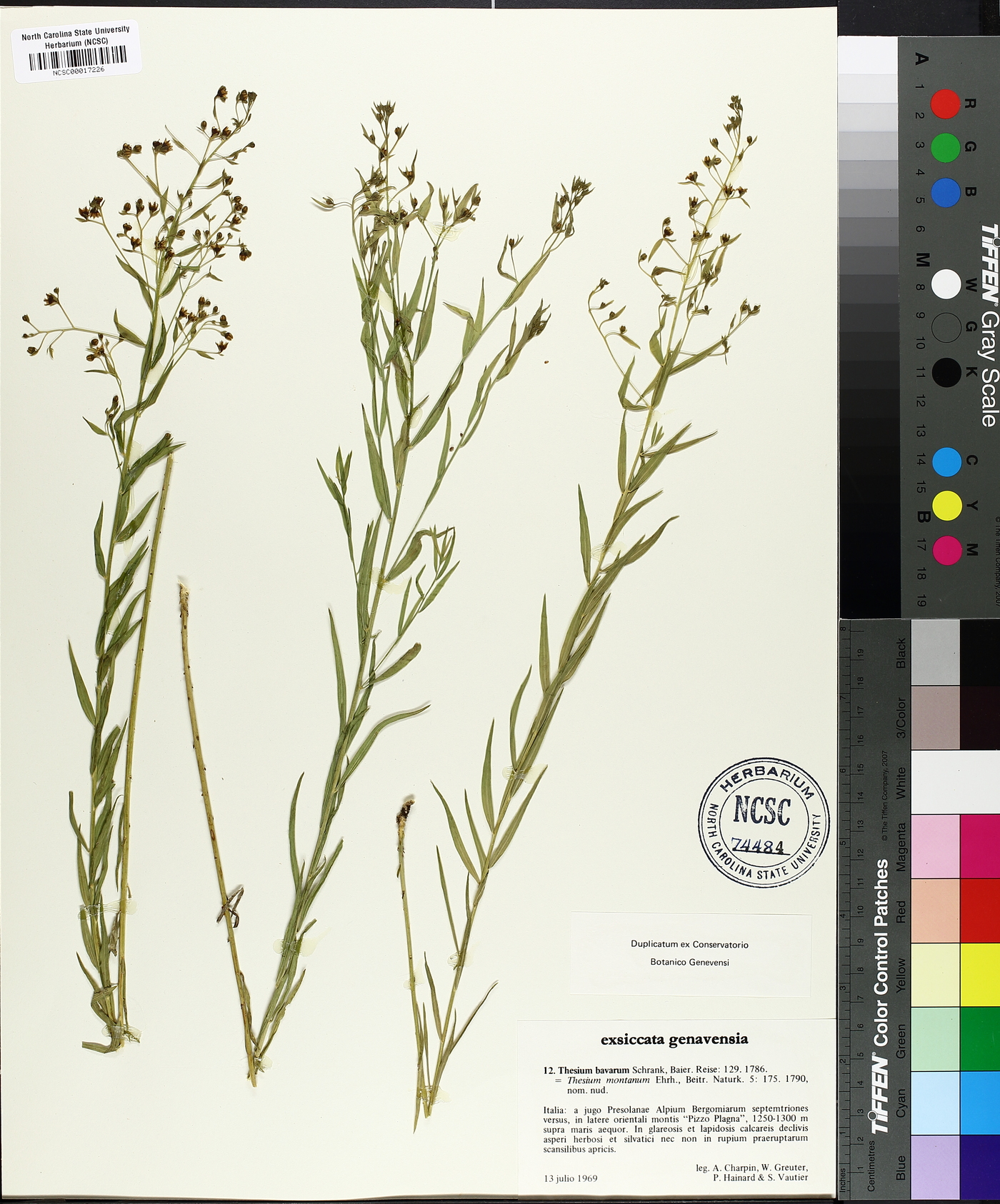 Thesium bavarum image
