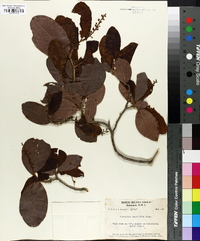 Coccoloba diversifolia image