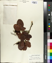 Coccoloba diversifolia image