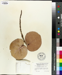 Coccoloba uvifera image