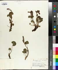 Oxyria digyna image