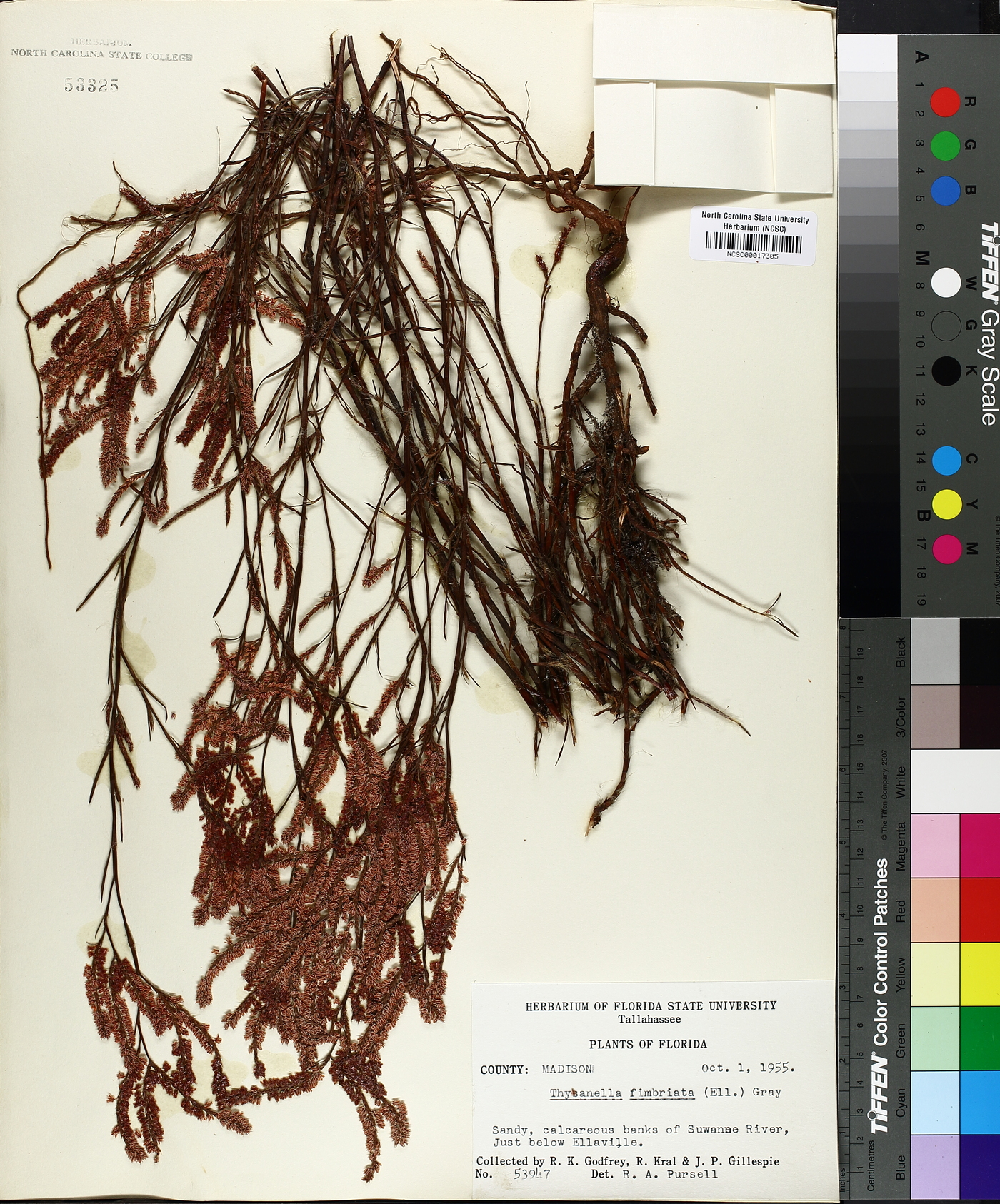 Thysanella fimbriata image