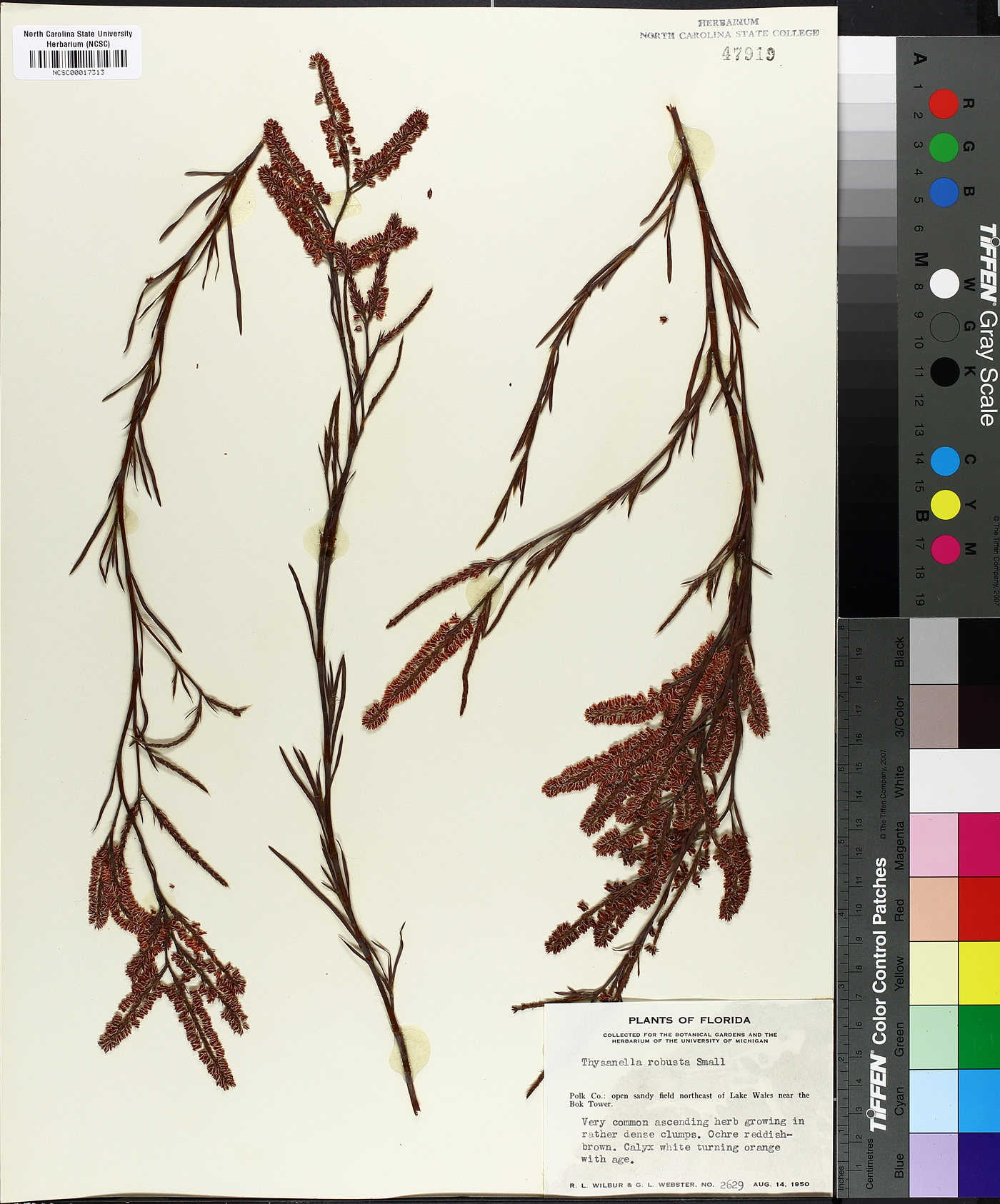 Thysanella robusta image
