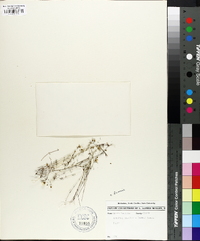 Sabulina brevifolia image