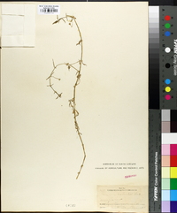 Image of Arenaria palustris