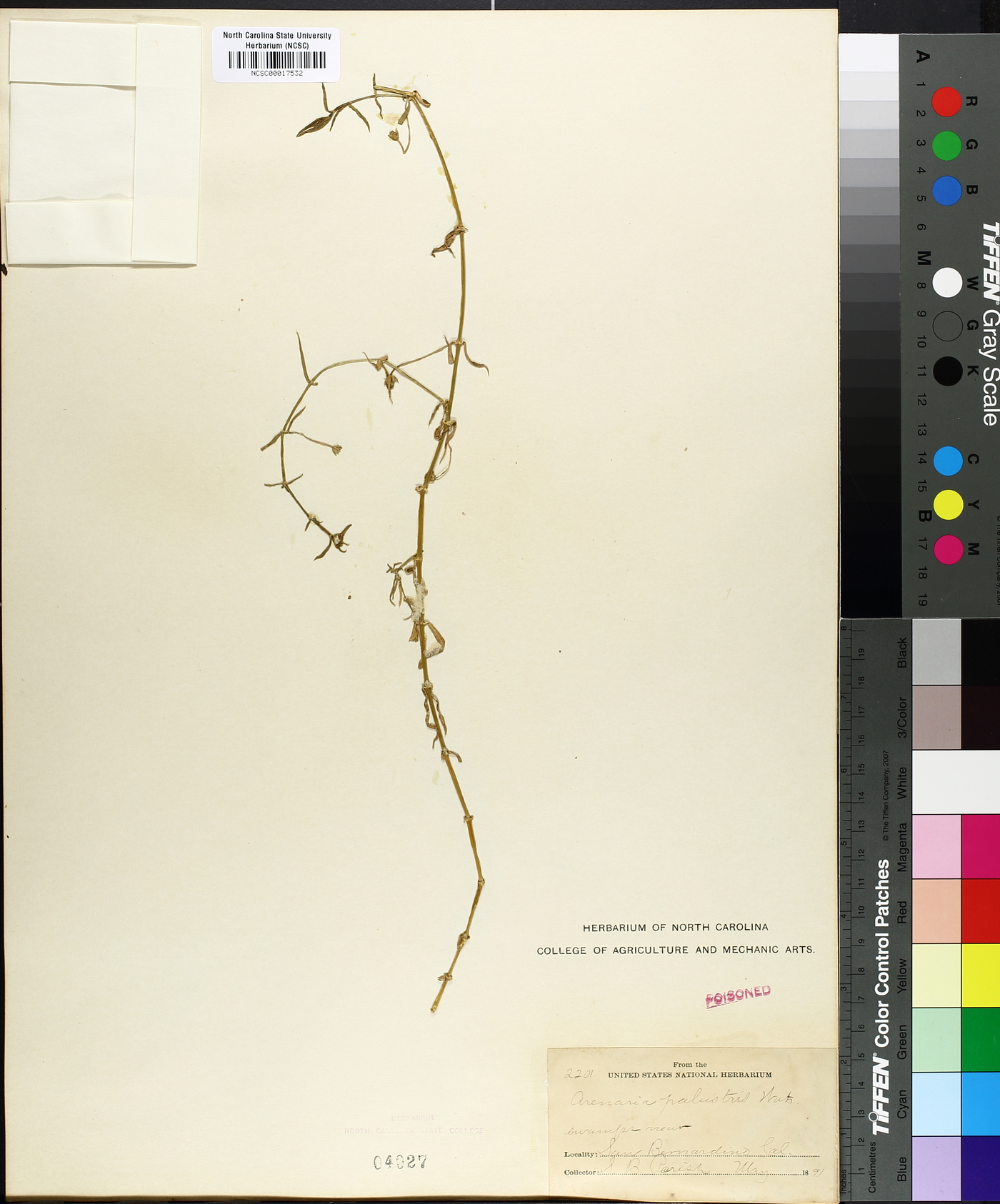 Arenaria palustris image