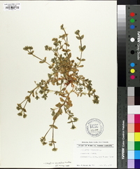 Cerastium viscosum image