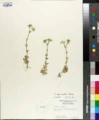 Cerastium viscosum image