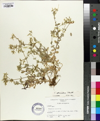 Cerastium viscosum image