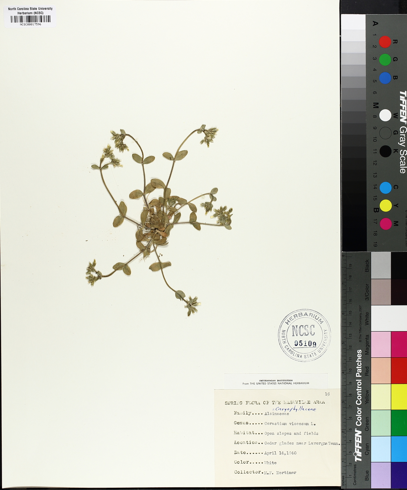 Cerastium viscosum image