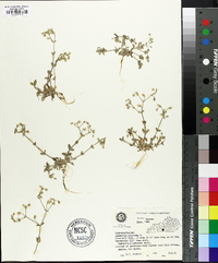 Cerastium viscosum image