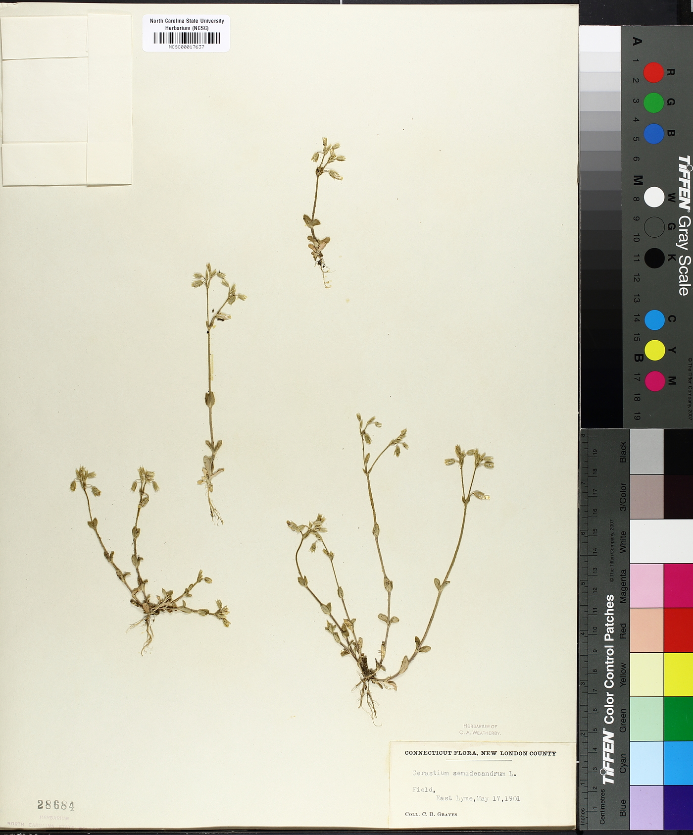 Cerastium semidecandrum image