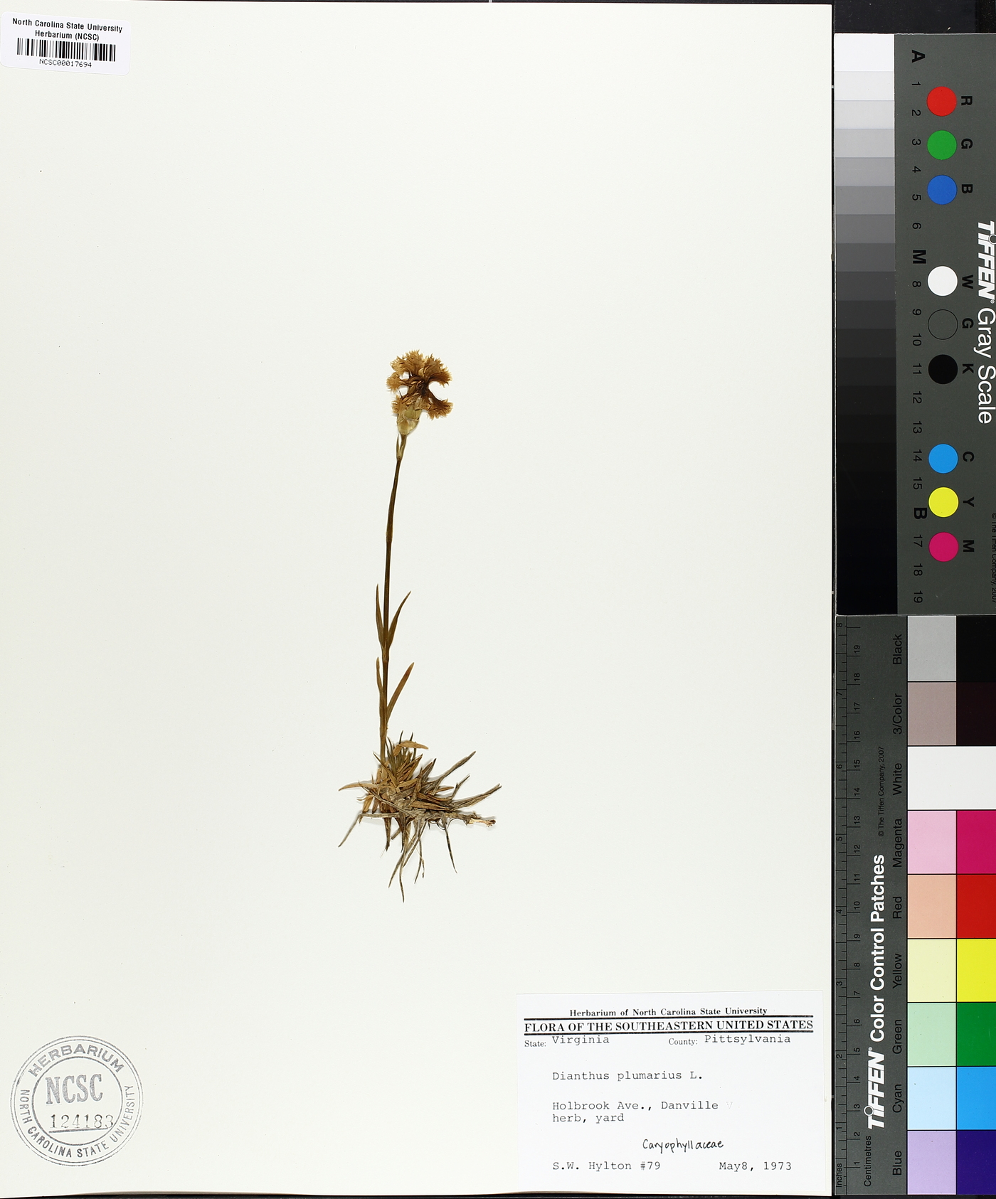 Dianthus plumarius image