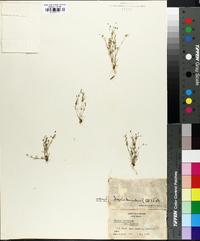 Sagina decumbens subsp. decumbens image