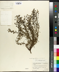 Spergularia maritima image