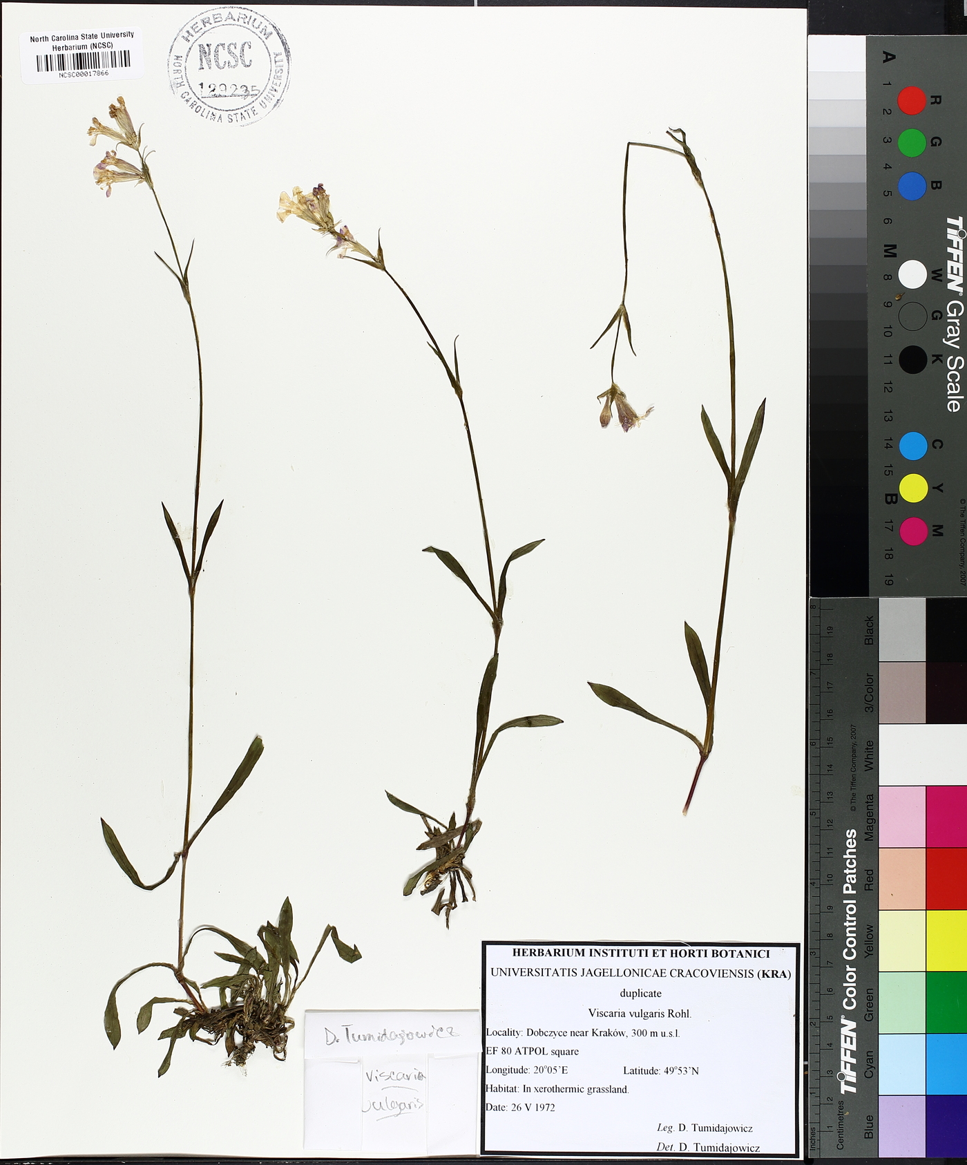 Viscaria vulgaris image