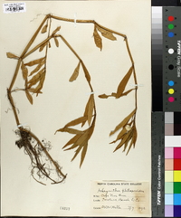 Achyranthes philoxeroides image