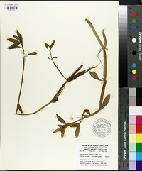 Alternanthera philoxeroides image