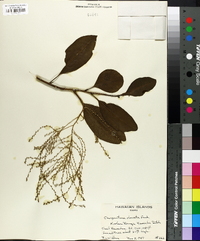 Charpentiera obovata image