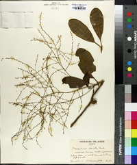 Charpentiera obovata image
