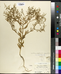 Cycloloma platyphyllum image