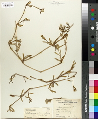 Iresine vermicularis image
