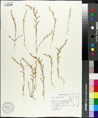 Suaeda calceoliformis image