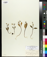 Claytonia caroliniana image