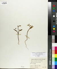 Claytonia caroliniana image