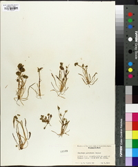 Claytonia parviflora image