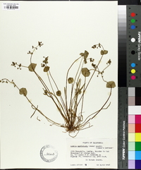 Claytonia perfoliata image