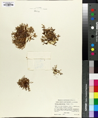 Montia spathulata image
