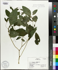 Impatiens pallida image