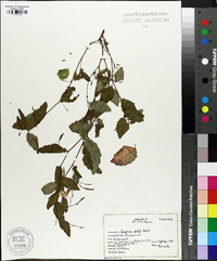 Impatiens pallida image