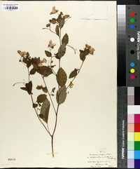 Impatiens biflora image