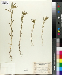 Collomia linearis image