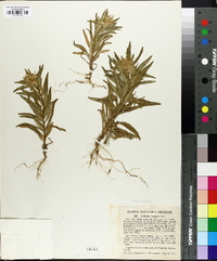 Collomia linearis image