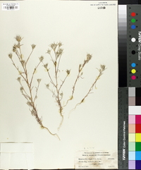 Eriastrum brandegeeae image