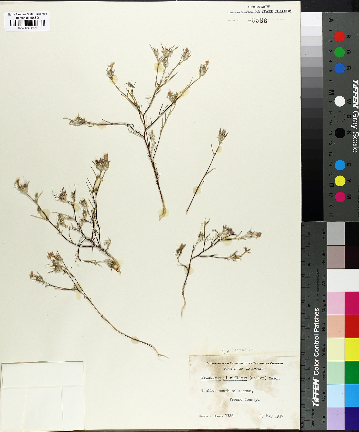 Eriastrum pluriflorum image
